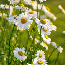 Daisy Seeds (Bellis perennis) for a lasting display in the Flower Bed