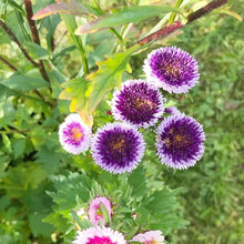 Aster Pompon Moon Mix White Annual Outdoor Gardencut Organic Seeds for reliable seasonal color