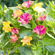 Four O'Clock Seeds (Mirabilis jalapa) for seasonal color across the home garden or evening bloom garden beds