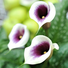 Calla Lily Zantedeschia Aethiopica Seeds for a bright addition to the Indoor Moist Garden Areas