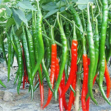 Cayenne Pepper Hot Mix Seeds for growers stocking a kitchen garden