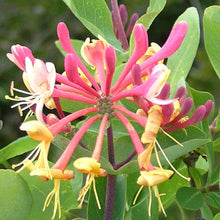 Honeysuckle Vine Seeds (Lonicera spp.) for climbing cover in the Garden Fence