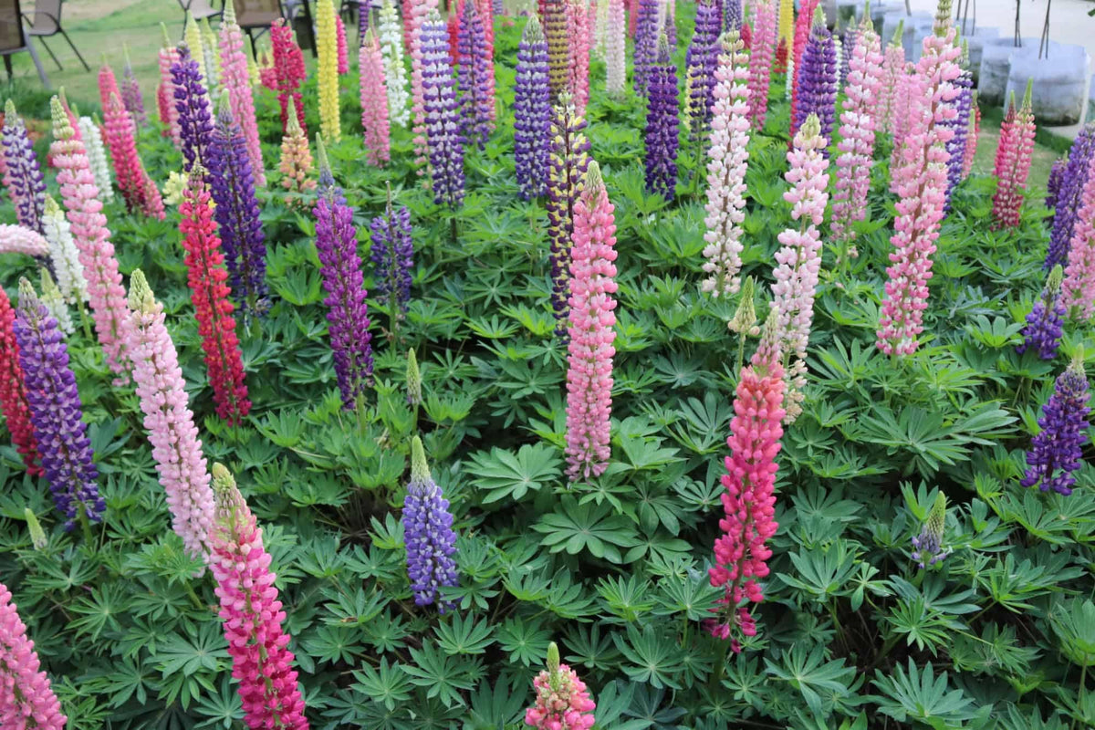 Blue Lupine ��������� Lupinus spp. ��������� for planting in wildflower meadows