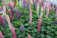 Blue Lupine ��������� Lupinus spp. ��������� for planting in wildflower meadows