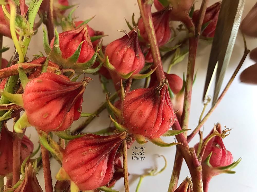 Roselle Hibiscus herbal tea seeds
