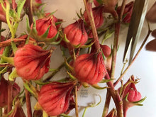 Roselle Hibiscus herbal tea seeds