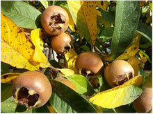 Mespilus Germanica Medlar Tree Seeds for growers wanting a homegrown harvest