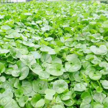 Dichondra Plants (Dichondra repens) prized for ground Cover