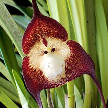 Monkey Face Orchid Seeds (Dracula simia) for a lasting display in the indoor pots and shaded balcony spaces