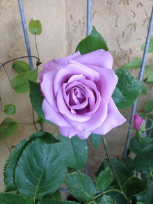 Fire & Ice Rose (Rosa spp.) for vibrant DIY garden planting