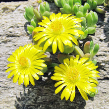 Ice Plant Yellow Plants grown for vibrant Ground Cover