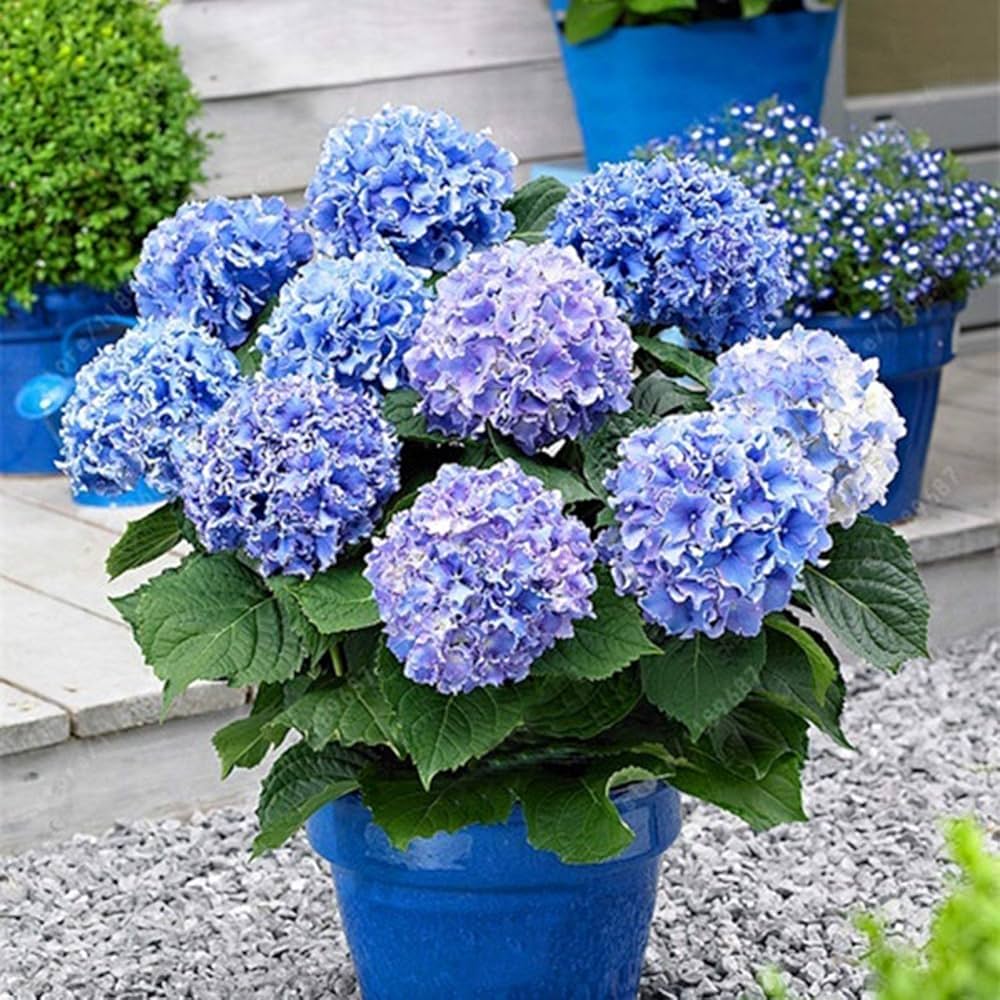 Hydrangea flower Hydrangea macrophylla seeds for planting in garden beds or decorative pots