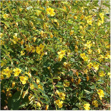 Partridge Pea Seeds (Chamaecrista fasciculata) for a fresh homegrown crop from the Flower Bed & Garden