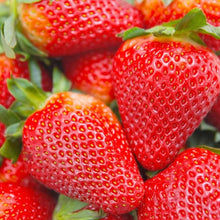 Indian False Strawberry Seeds for growers wanting a homegrown harvest