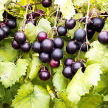Heirloom Non-GMO Giant Black Muscadine Grape Seeds