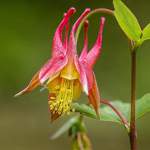 Columbine Aquilegia Canadensis Eastern Red Seeds for a bright addition to the Pollinator Border Edging