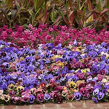 Pansy Matrix Ocean Breeze Mix Seeds for seasonal color across the Pots