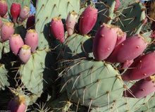 Plant Seeds (Prickly pear) for a homegrown harvest from the cold-hardy succulent gardens