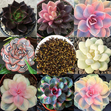 Stonecrop Seeds (Sedum spp.) for growers establishing the Mini Bonsai Variety in Indoor Pots