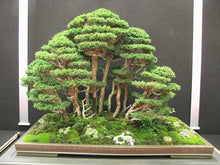 Happy Farm Chinese Redwood Seeds for growers establishing the DIY Garden Flower Pots
