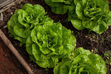 Grand Rapids Leaf Lettuce Seeds known for crisp, Tender Salad Greens