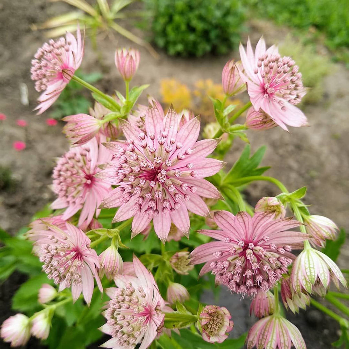 Oriental Beauty Rose Mixed Rose Flower - for planting in home garden