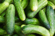 Poona Kheera Cucumber Seeds for productive rows in the Unique Garden Cucumbers