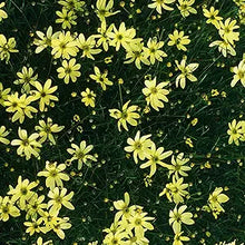 Coreopsis Plant Seeds (Coreopsis spp.) for colorful blooms in the Flower Bed & Garden