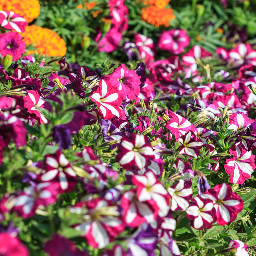 Double Petunia Petunia hybrida for planting in hanging baskets