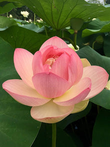 Lotus Seeds (Nelumbo nucifera) for a lasting display in the Water Garden