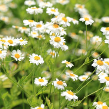 Dalmatiner Pyrethrum Seeds (Tanacetum cinerariifolium) for seasonal color across the Flower Bed & Urban Garden