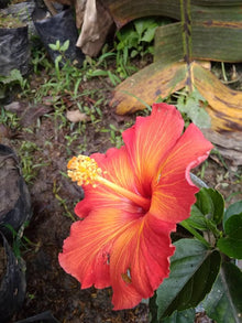 Orange White Hibiscus Seeds (Hibiscus rosa-sinensis) for sweet homegrown fruit in the tropical landscaping and garden borders