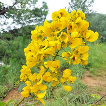 Cassia Spectabilis Tree Seeds for long-term planting in the yard