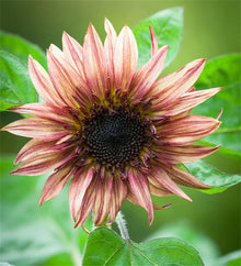 Sunflower Seeds known for pink Gardening