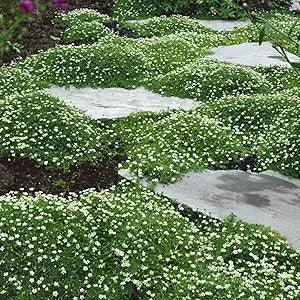 Irish Moss Sagina subulata for planting in ground cover garden