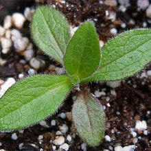 Kletternde Aster Seeds (Aster spp.) for a bright addition to the Flower Bed