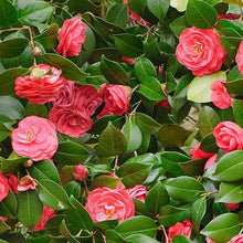 Camellia Mixed Colors Ornamental Seeds for gardeners building out beds and borders