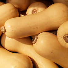 Narragansett F Hybrid Butternut Squash Seeds for a productive addition to the vegetable patch