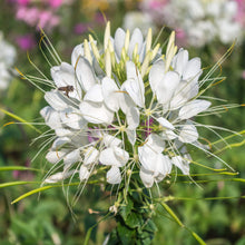 Queen Cleome Spider Seeds for gardeners building out beds and borders