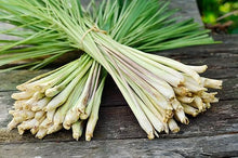 Lemongrass Cymbopogon citratus for planting in herb garden