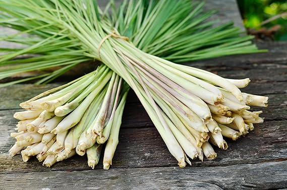 Lemongrass Cymbopogon citratus for planting in herb garden