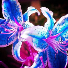 Rare Rainbow Lily Seeds for a lasting addition to the landscape