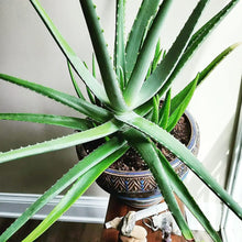 Aloe Vera ��������� Aloe barbadensis ��������� for green yellow garden planting