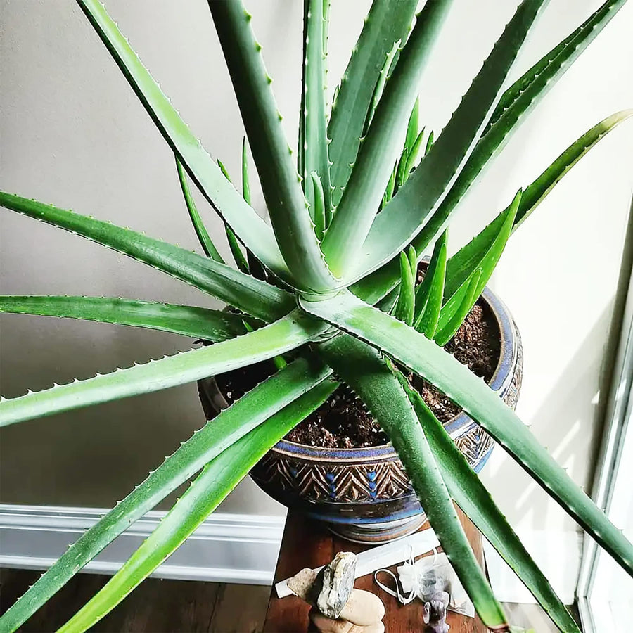 Aloe Vera ��������� Aloe barbadensis ��������� for green yellow garden planting