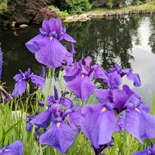 Japanese Iris ��������� Iris ensata ��������� for water garden or pond planting