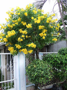 Light yellow brassica oleracea flower seeds