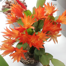 Schlumbergera Flower for planting