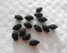 Bellflower Seeds (Campanula carpatica) for growers filling out the Lila Mini Glockenblumen in Pots