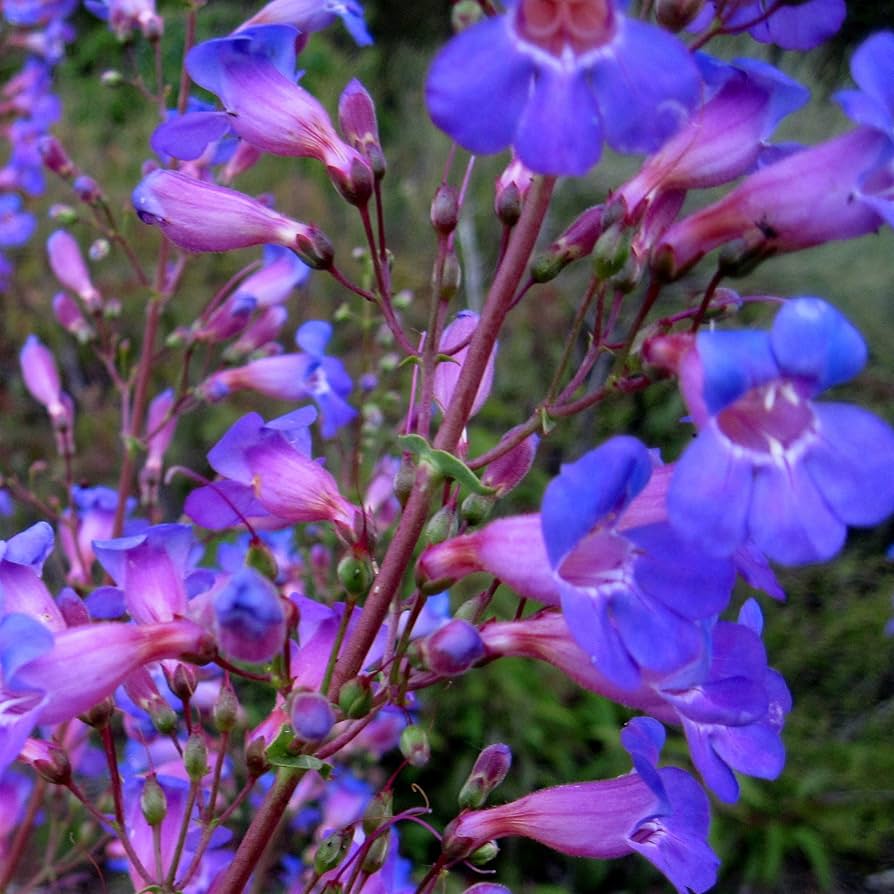 Penstemon Blue Spring (Penstemon heterophyllus) for planting in home garden