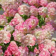 Strawberry Hydrangea Seeds (Hydrangea paniculata) for a homegrown harvest from the backyard garden planting